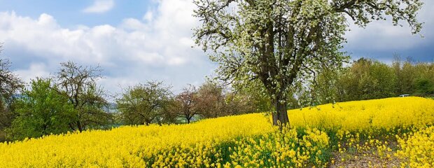 Rapsfeld mit Apfelbaum